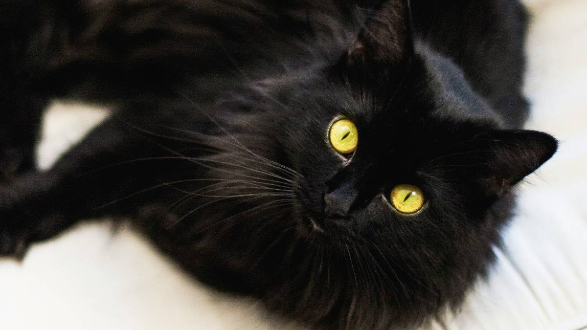 
a black cat which serves as a reminder of our superstitious nature

