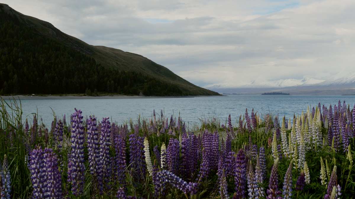 
a field of purple flowers with a body of water in the background by Esther Grosscurt
