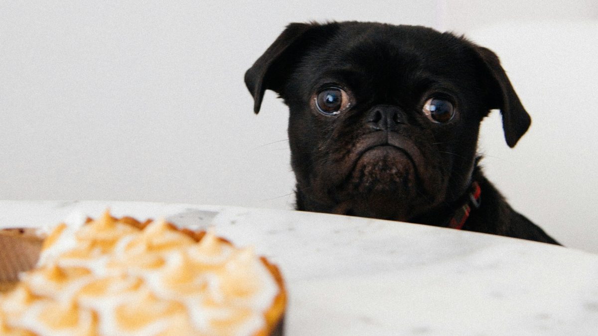 
a hangry dog staring at a lemon meringue pie
