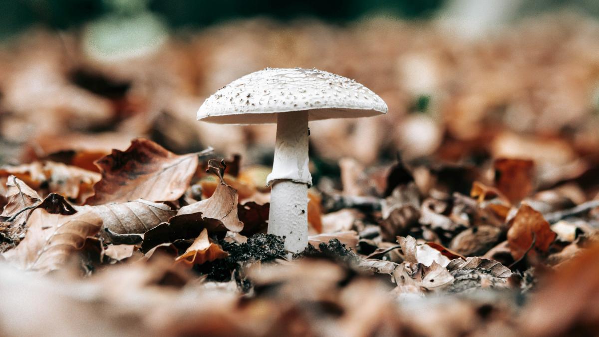 Psychedelic Researcher Clarifies If Ayahuasca Really Enhances Your Creativity