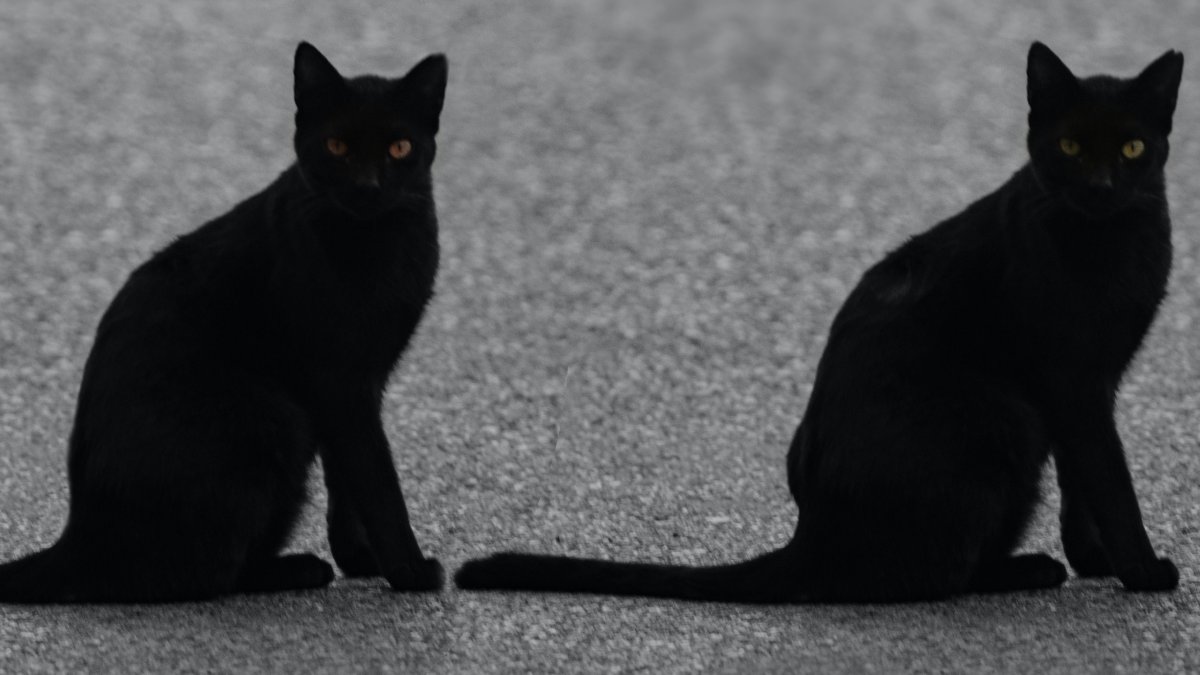 
a pair of identical black cats sitting next to each other depicting deja vu
