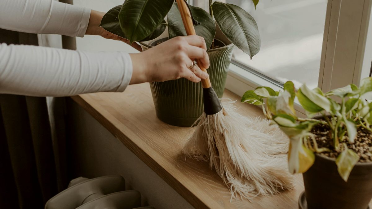 
a person dusting next to a plant on a window sill
