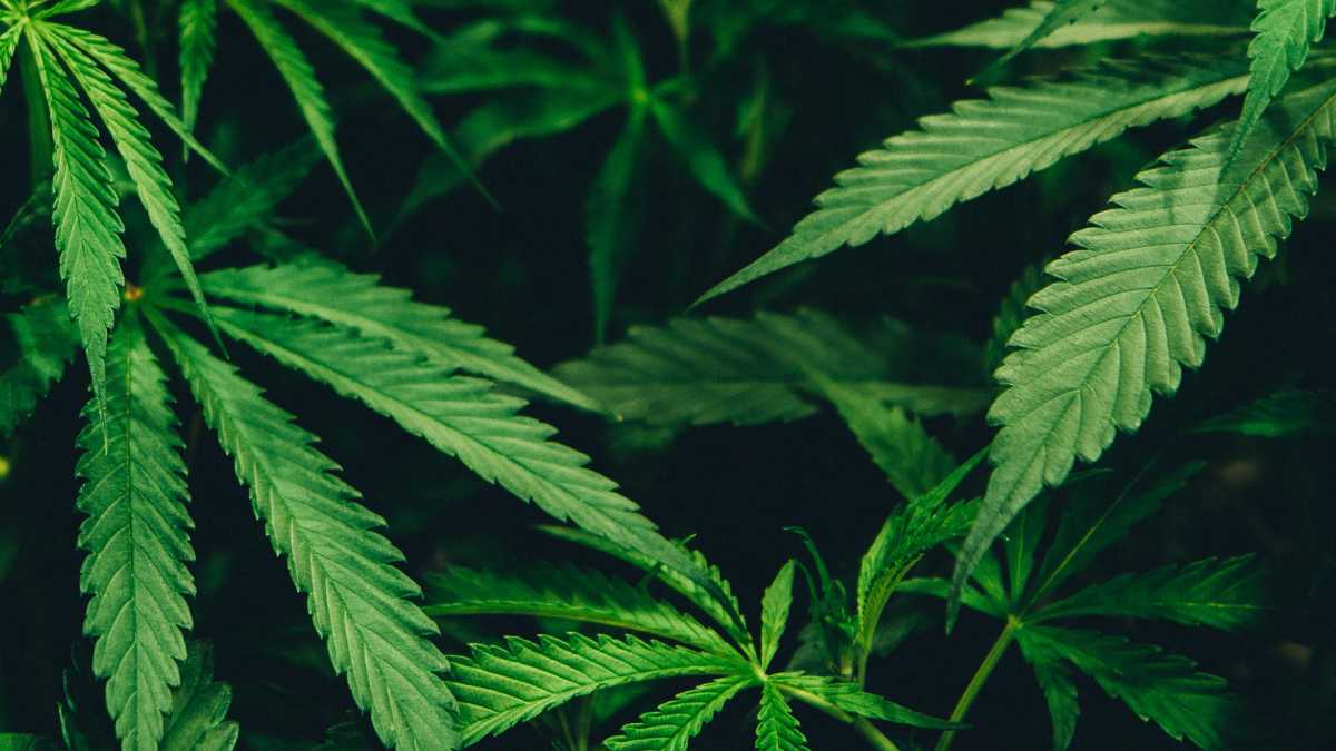  A picture of a marijuana plant. 