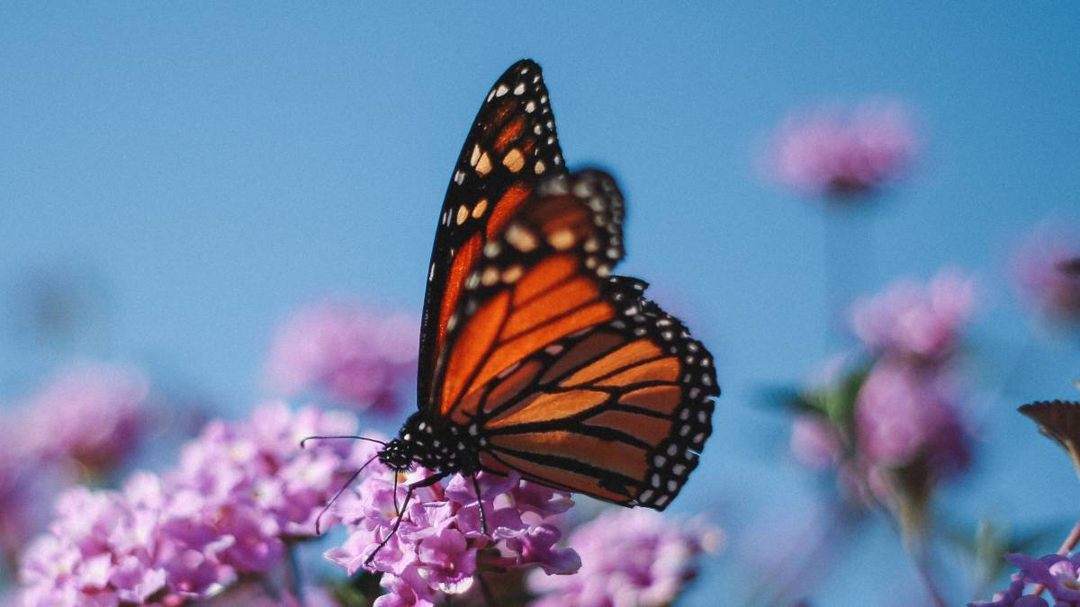 
a picture of a monarch butterfly flapping its wings
