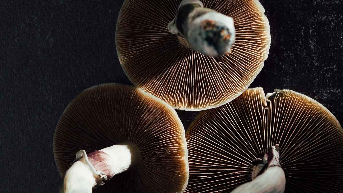 
A picture of magic mushrooms which can be used to treat psychological disorders
