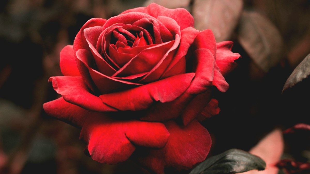 
a-rose-symbolizing-love-addiction

