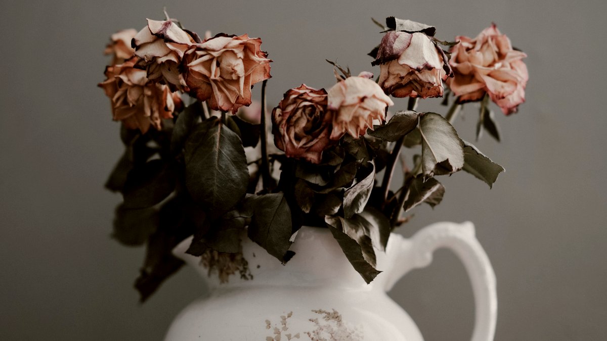 
a-vase-full-of-dead-roses
