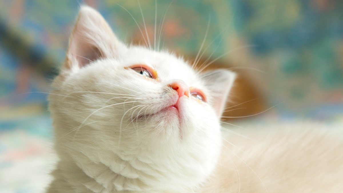 
a white cat that is so cute it evokes a cute aggression response in us
