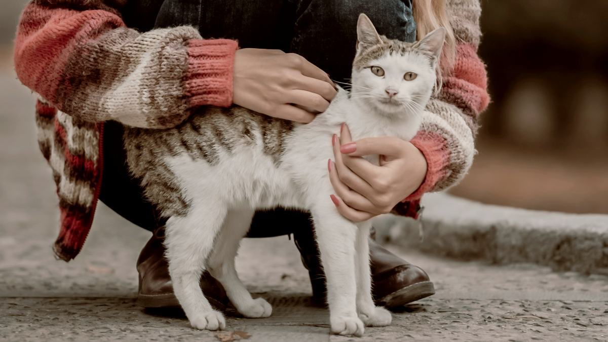 
a-woman-petting-a-very-cute-cat
