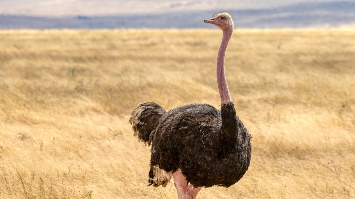 3 Ways To Avoid The 'Ostrich Effect' When Facing Stress