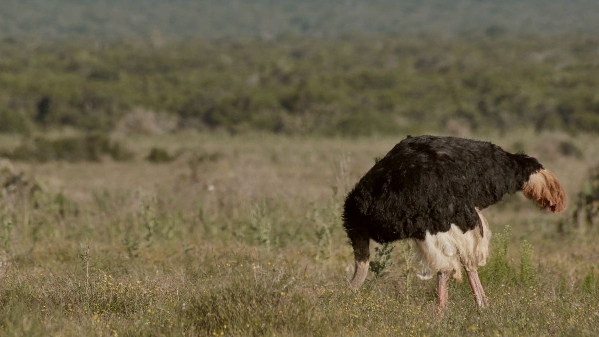 The Hidden Cost Of The ‘Ostrich Effect’ In Everyday Life