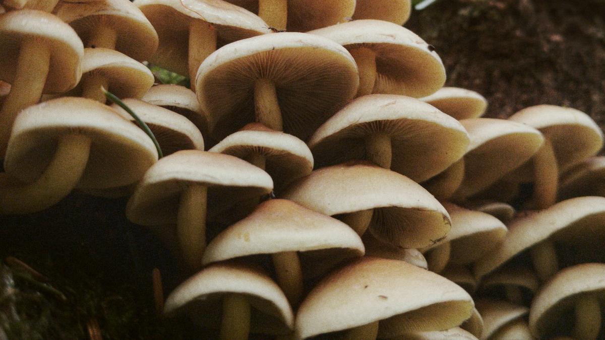 
psychedelic-mushrooms

