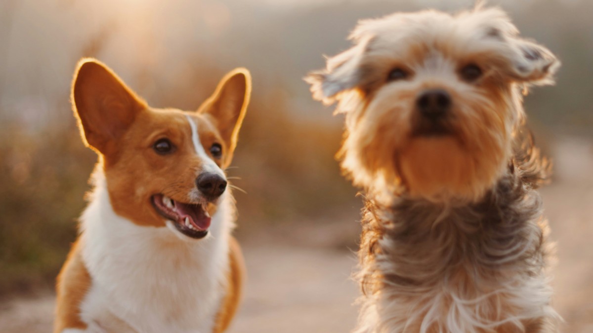 
two brown and white dogs running on dirt road during daytime by alvan nee
