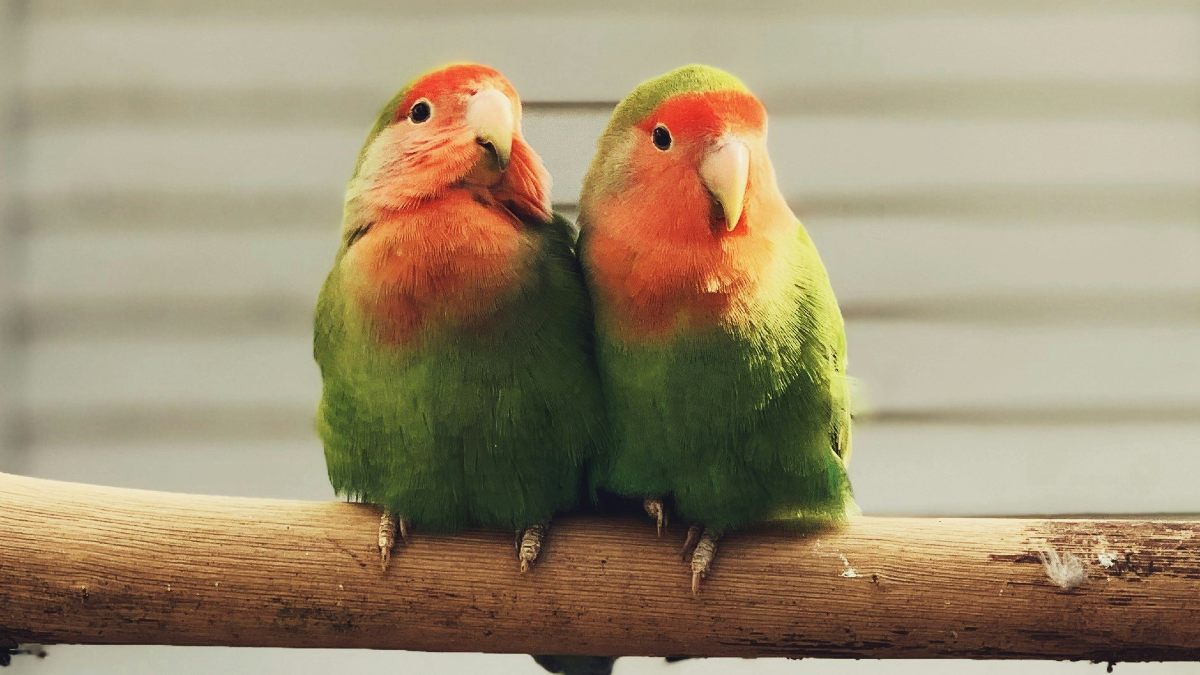 
two green love birds on tree branch by Georgi Sariev
