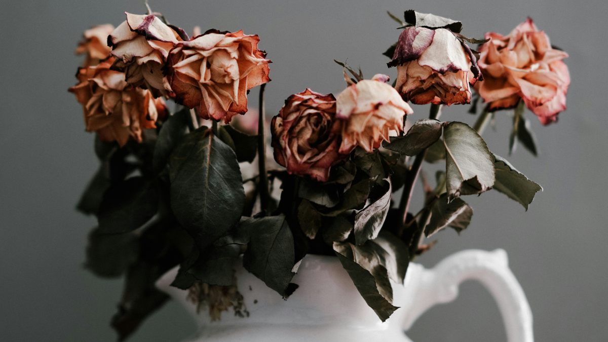 
wilted-roses-symbolizing-the-valentines-day-blues
