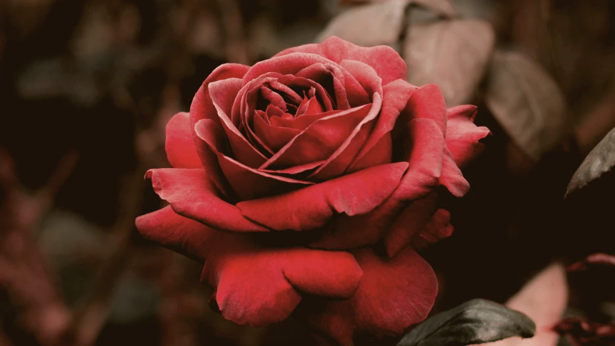 3 Reasons Couples Feel Worse On Valentine's Day